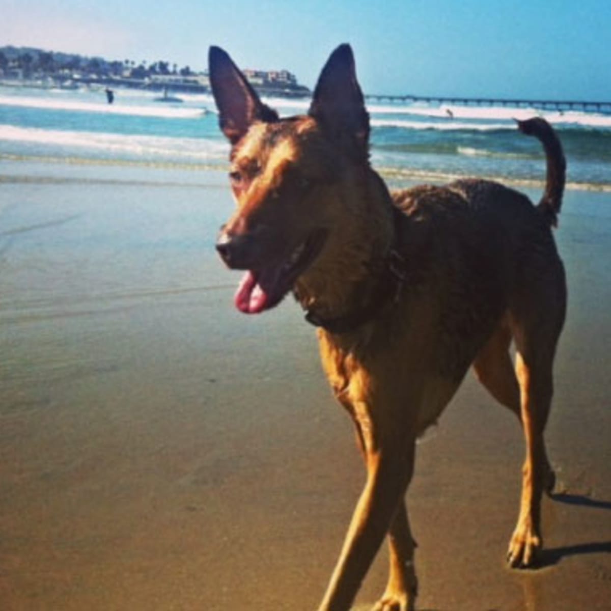 Pharaoh hound 2025 shepherd mix