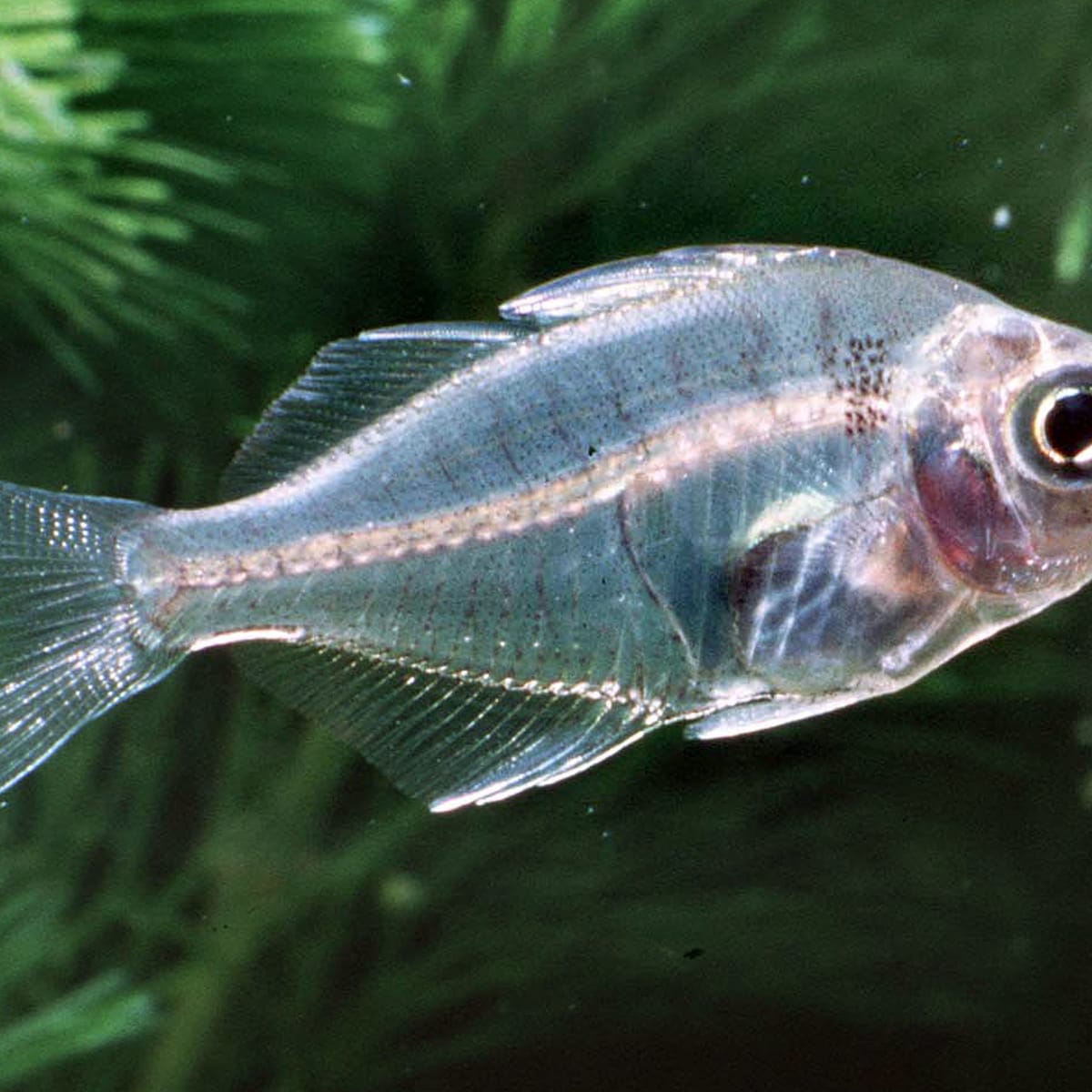 Transparent fish top