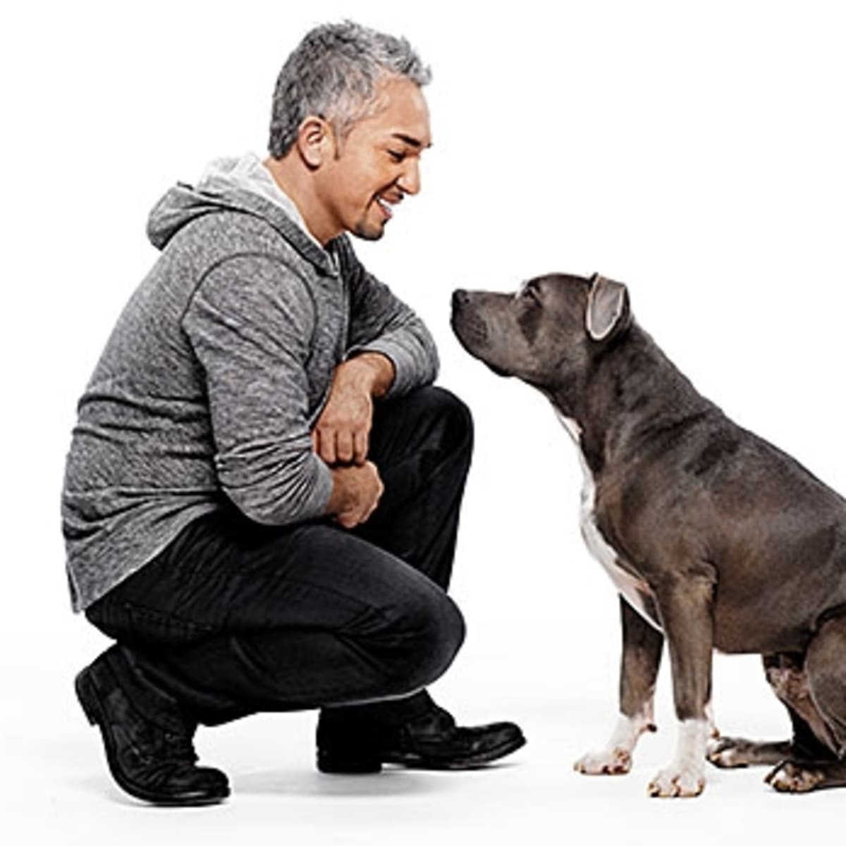 Cesar shop millan vegan