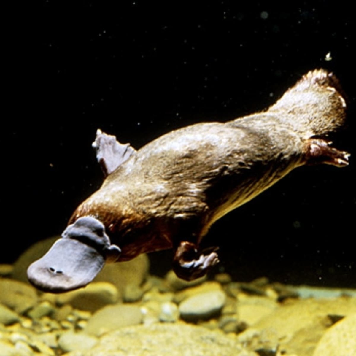 Platypus Watching in Queensland Australia Men s Journal
