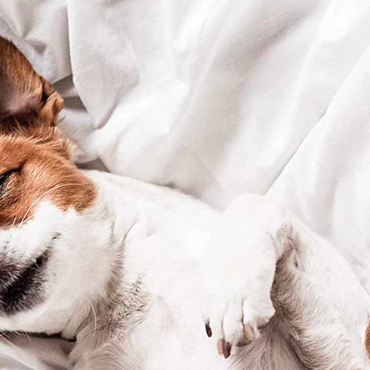 Sleep in Comfort All Season Long With This Goose Down Alternative