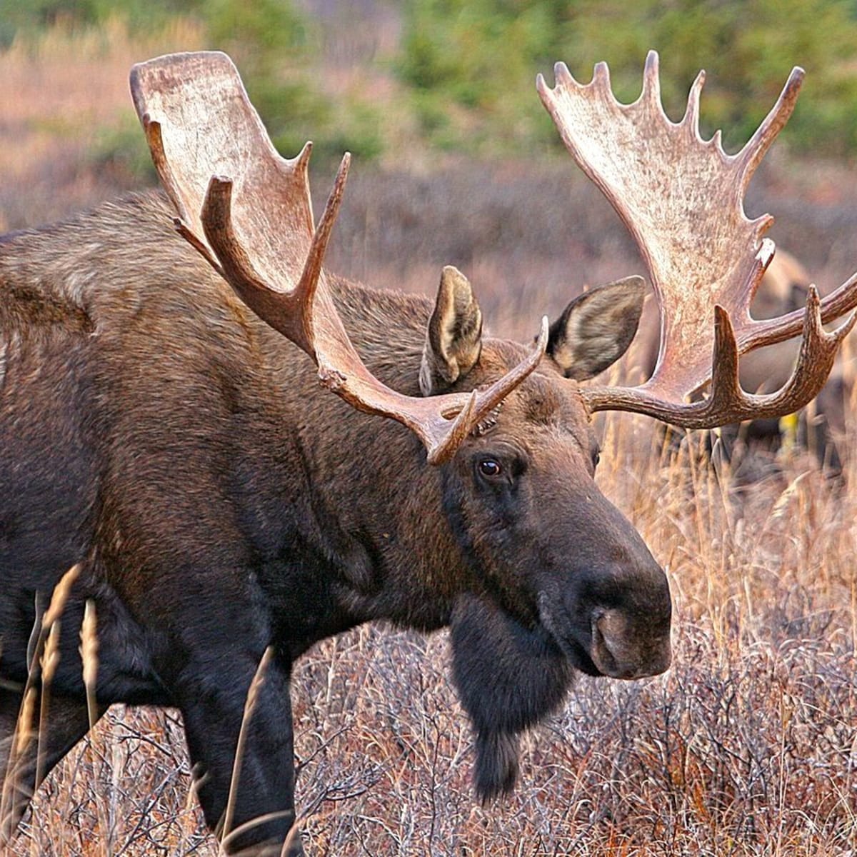 Moose shed antlers hot sale
