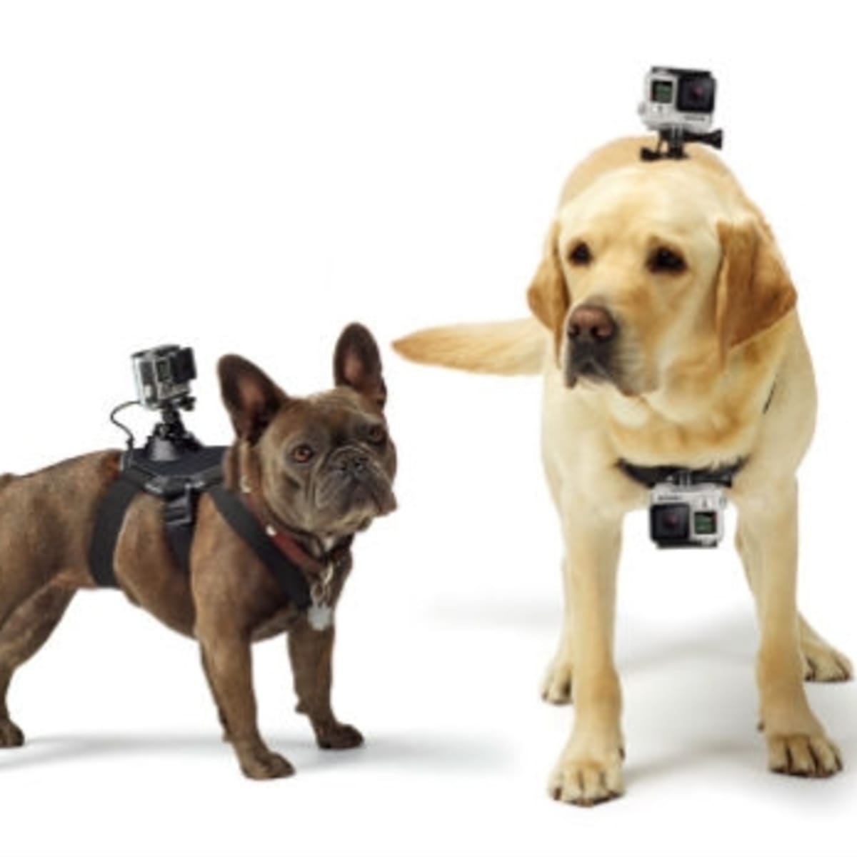 How to Shoot a GoPro Video With Your Dog Men s Journal