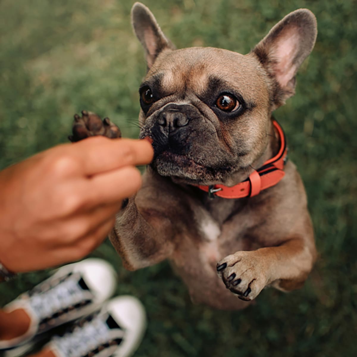Best Dog Treats Soothe Your Pup s Pain and Sore Joints Men s