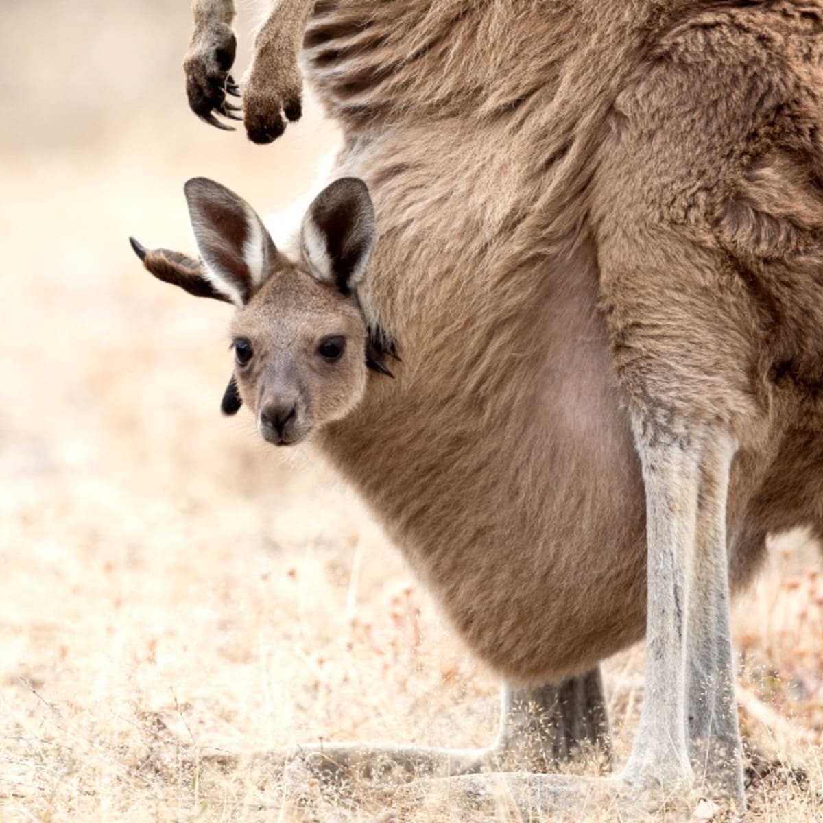Baby kangaroo sales in pouch