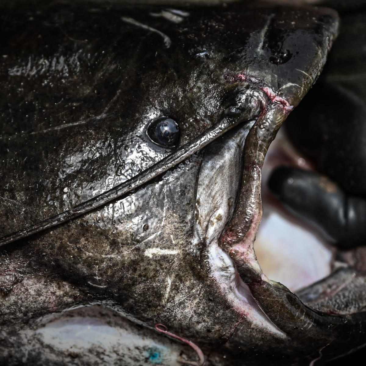 Italian Fisherman Catches Record Setting Nine Foot Catfish Men s