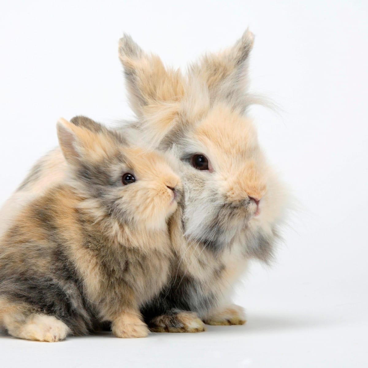 Fluffy lionhead rabbit clearance