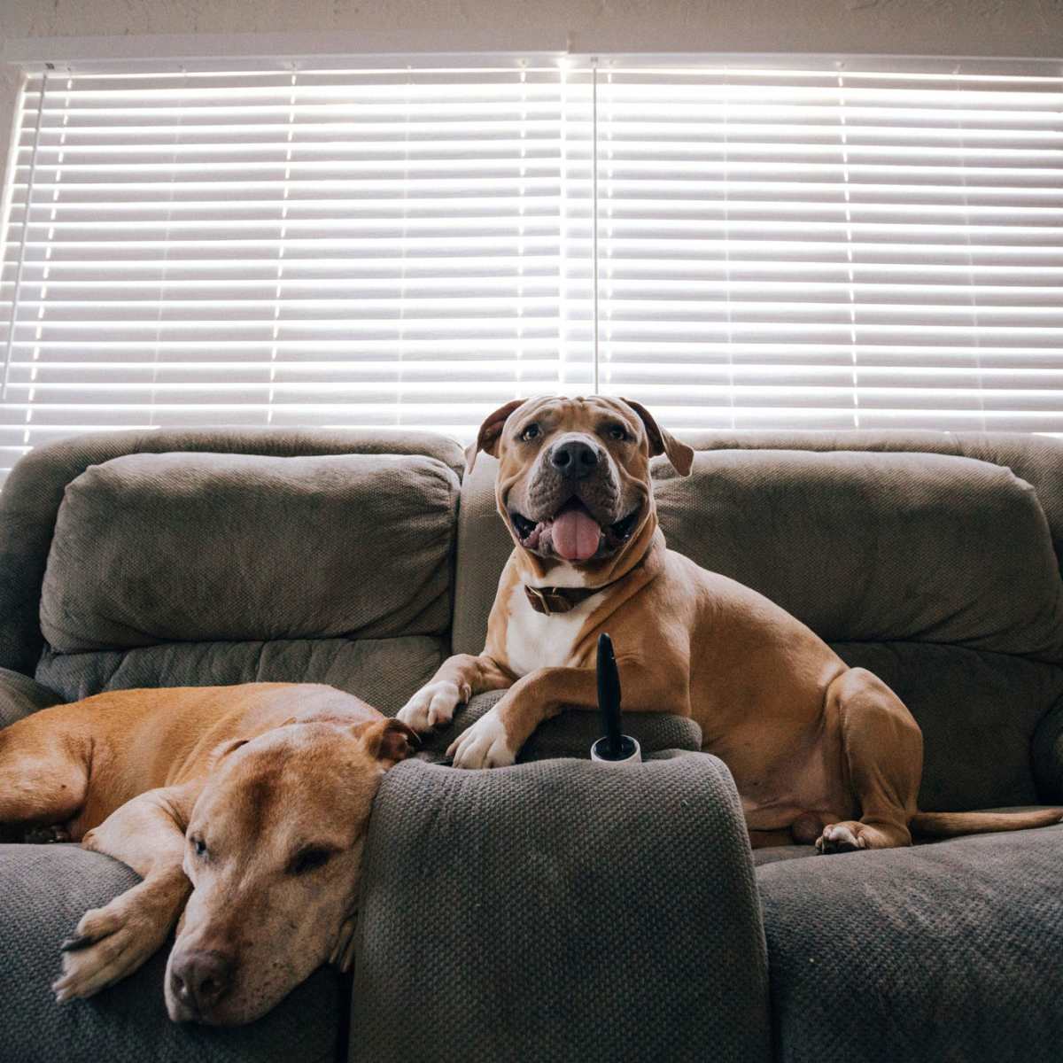 How to Wash Pet Odors from Your Furniture Men s Journal Home Living Handbook