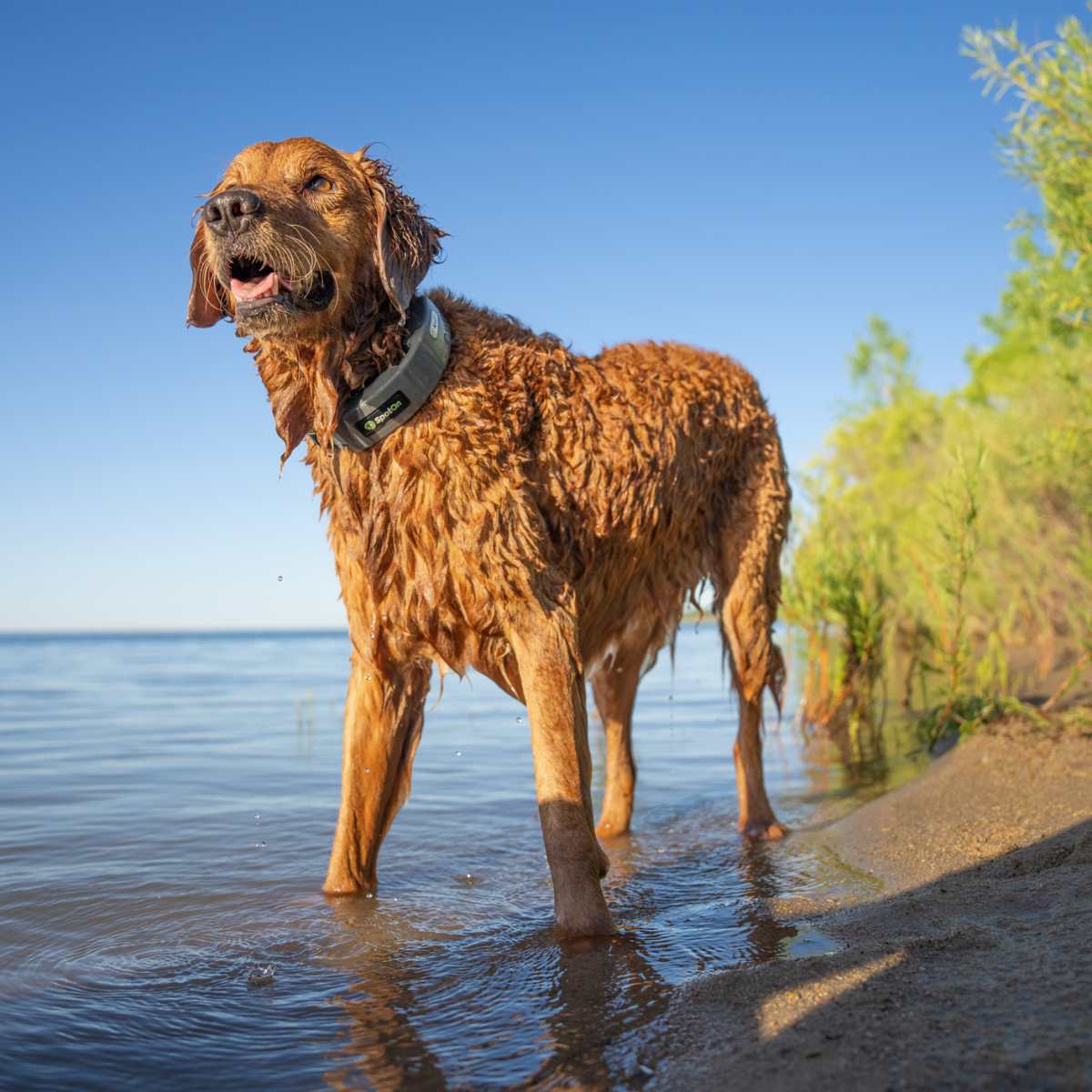 Oceven wireless dog fence system with gps shop