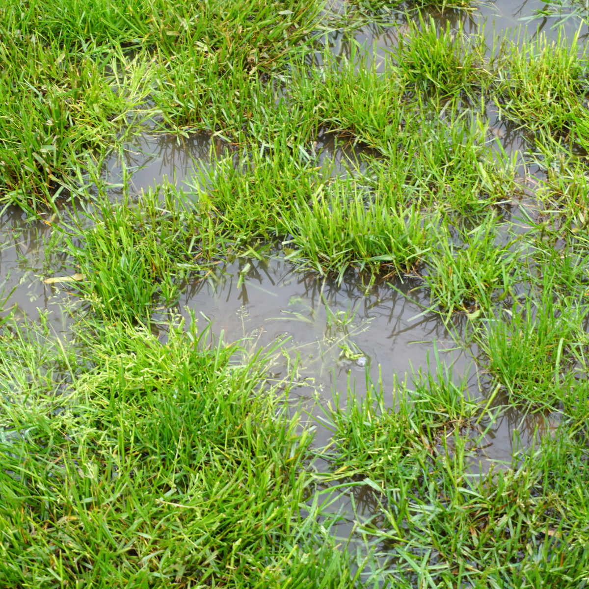 Don t Mow Your Lawn When It s Wet Here s Why Men s Journal Home Living Handbook