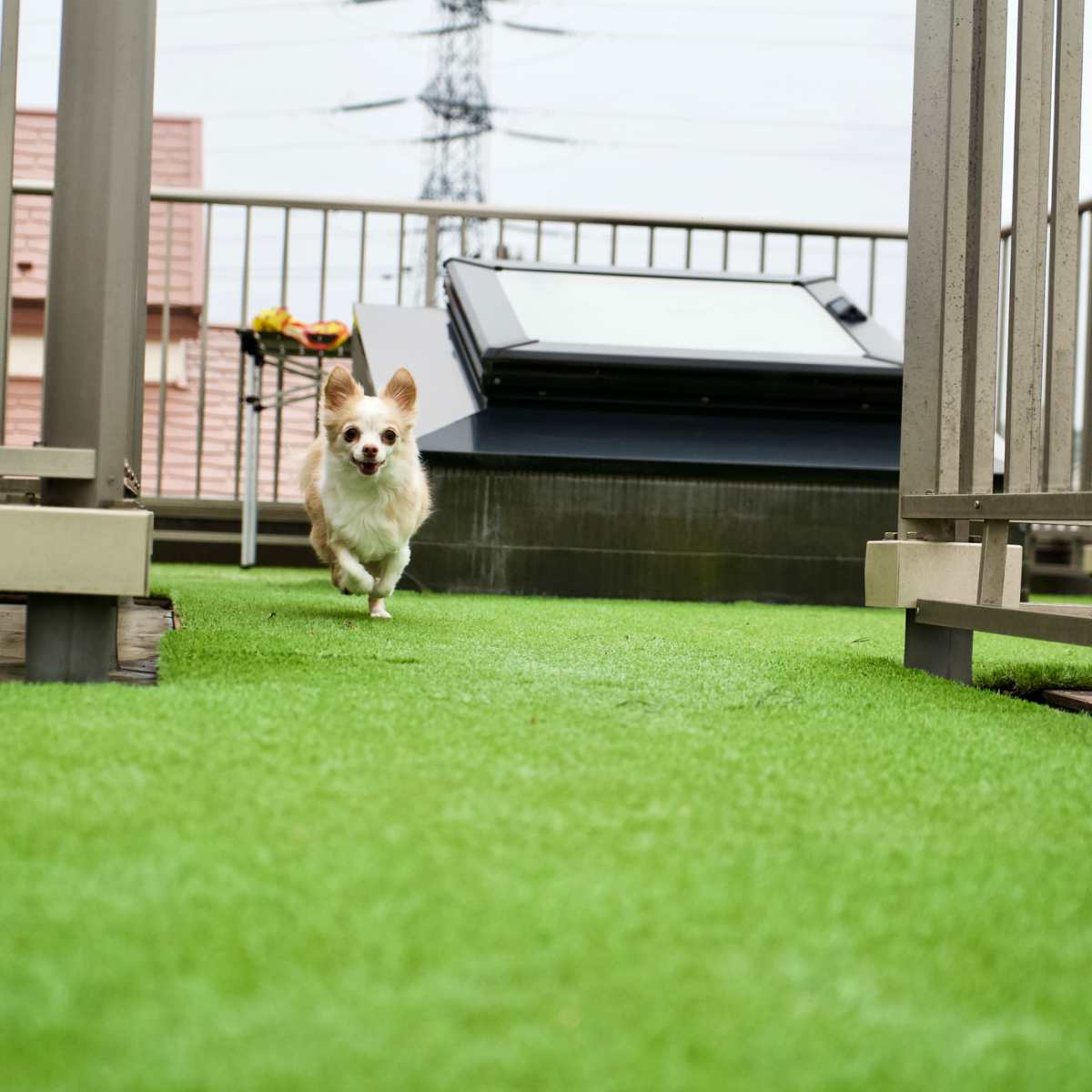 Removing dog urine smell from artificial turf outlet