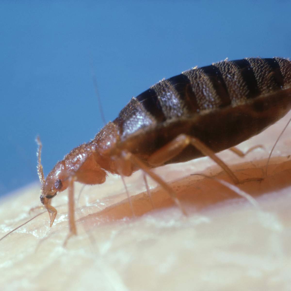 American Airlines Passenger Claims They Found Bed Bug in First Class Men s Journal