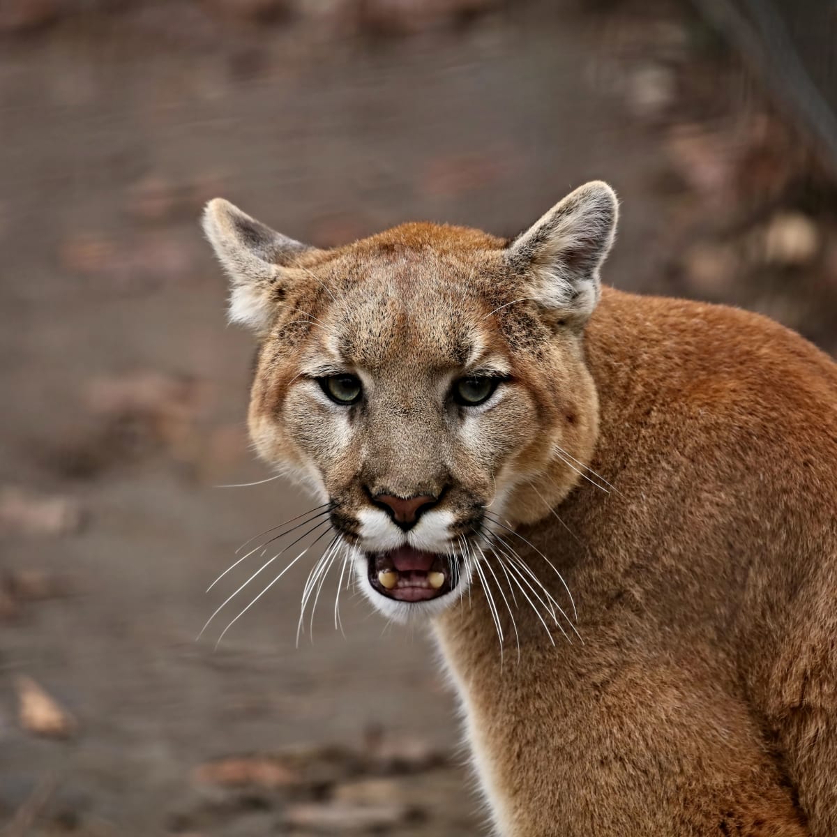 Prix puma on sale animal