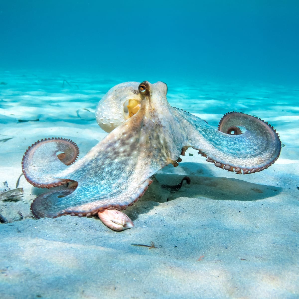 Octopus spotted hoodie new arrivals