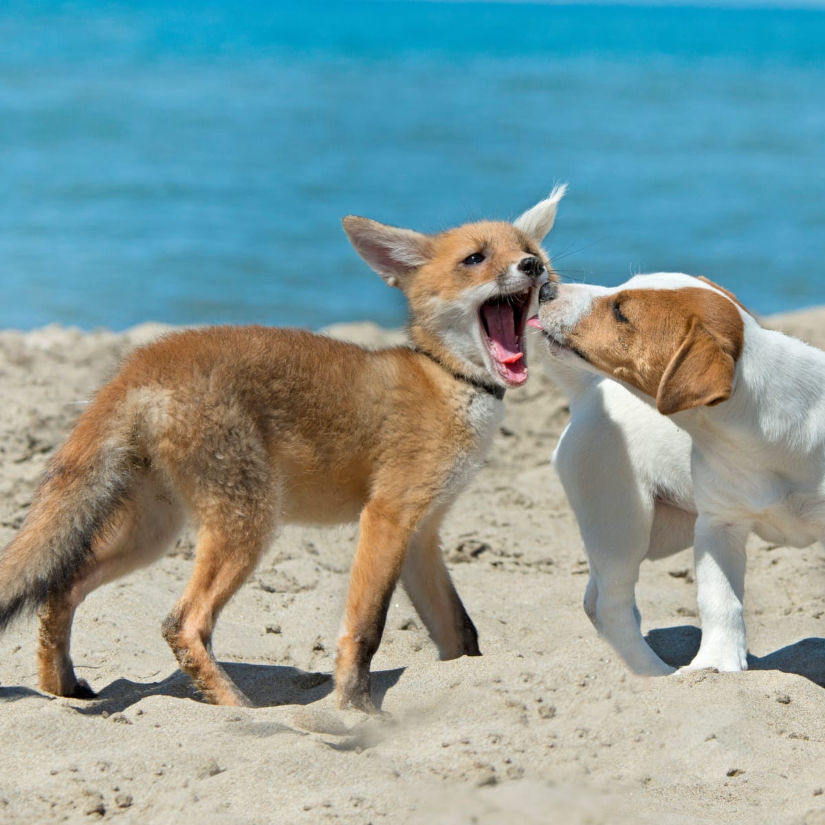 A shop fox dog