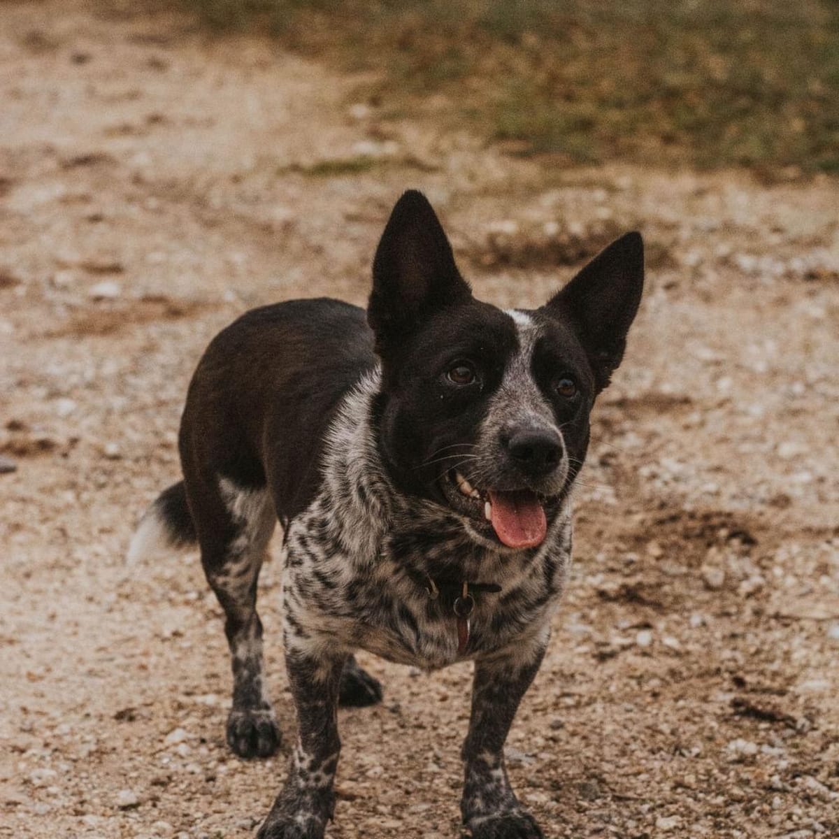 Blue heeler hanging tree mix sales