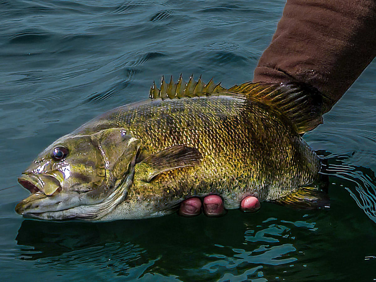 Basics of Fly Fishing for Smallmouth Bass. It's Easier than you