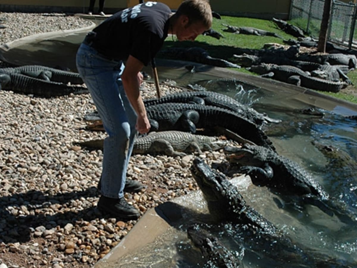 Gator Wrestling at Reptile Gardens in South Dakota - Men's Journal
