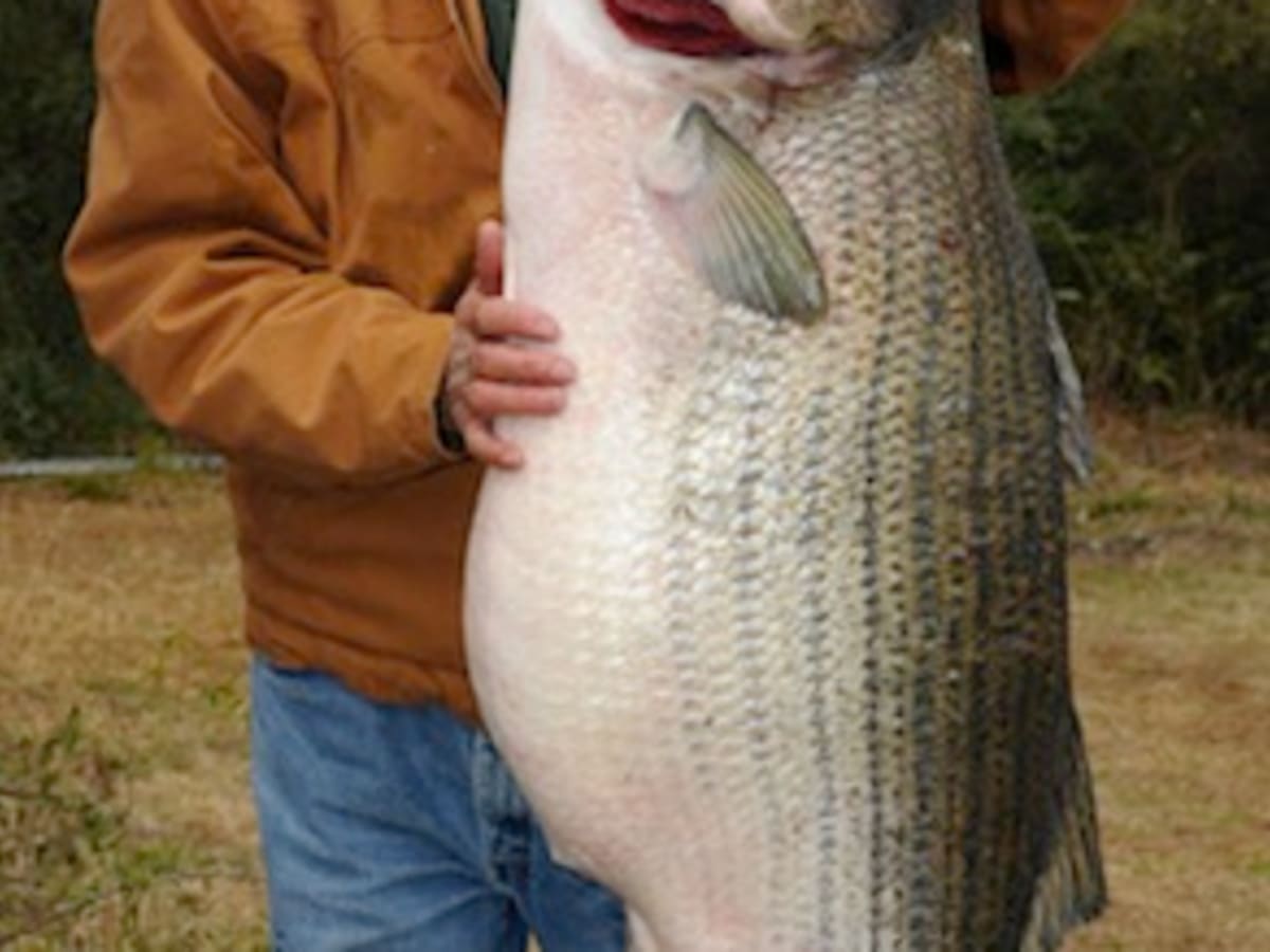 Giant Alabama striped bass is a world record - Men's Journal