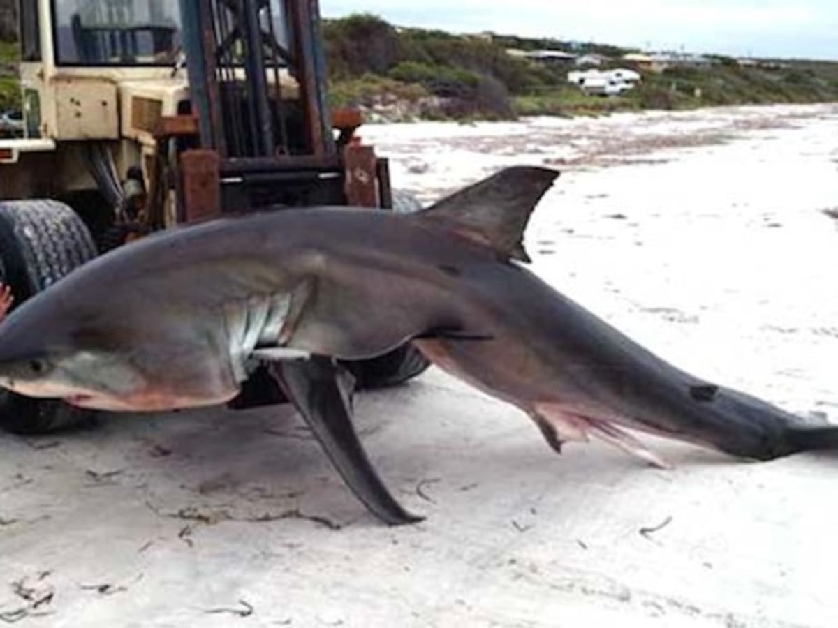 For Richmond man, great white shark is catch of a lifetime