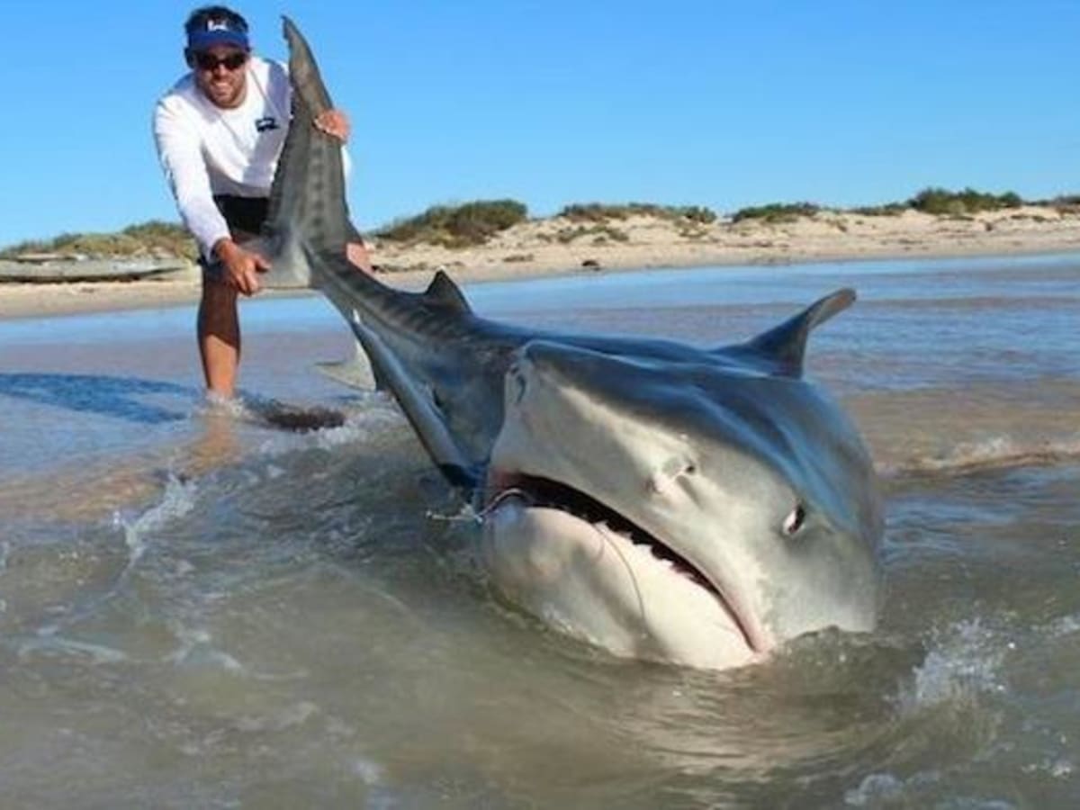Giant tiger sharks caught by surf fishermen so calm 'they'll sit on your  lap' - Men's Journal