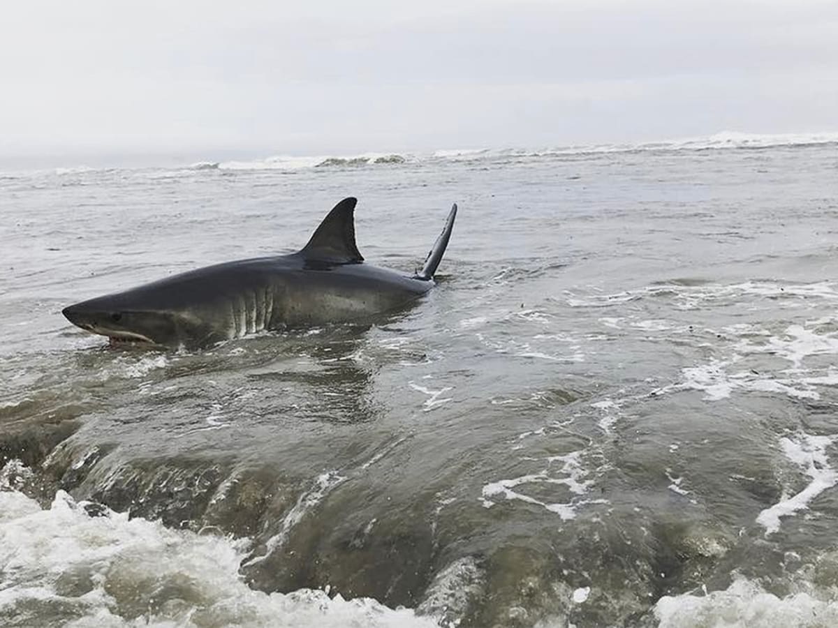 A 10' Great White breeched directly in front of me while surfing #sand, Great White Shark