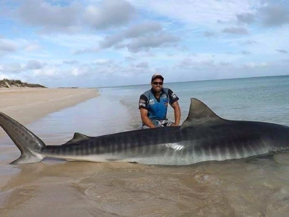 Two 'Mega Sharks' Caught From Australian Beach Gain Worldwide Attention -  Men's Journal
