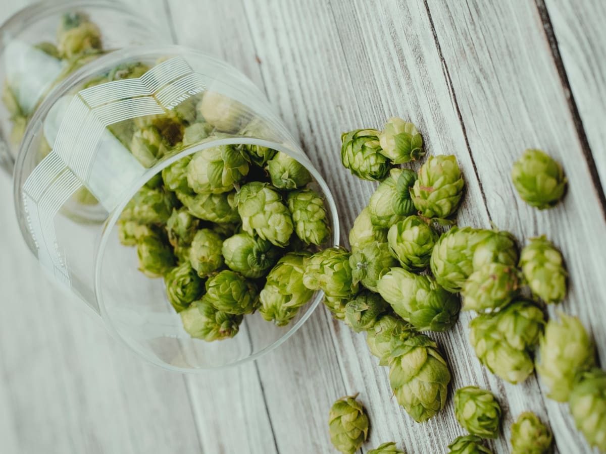 20 Things You Didn&rsquo;t Know About Hops | Men&rsquo;s Journal - Men&rsquo;s Journal