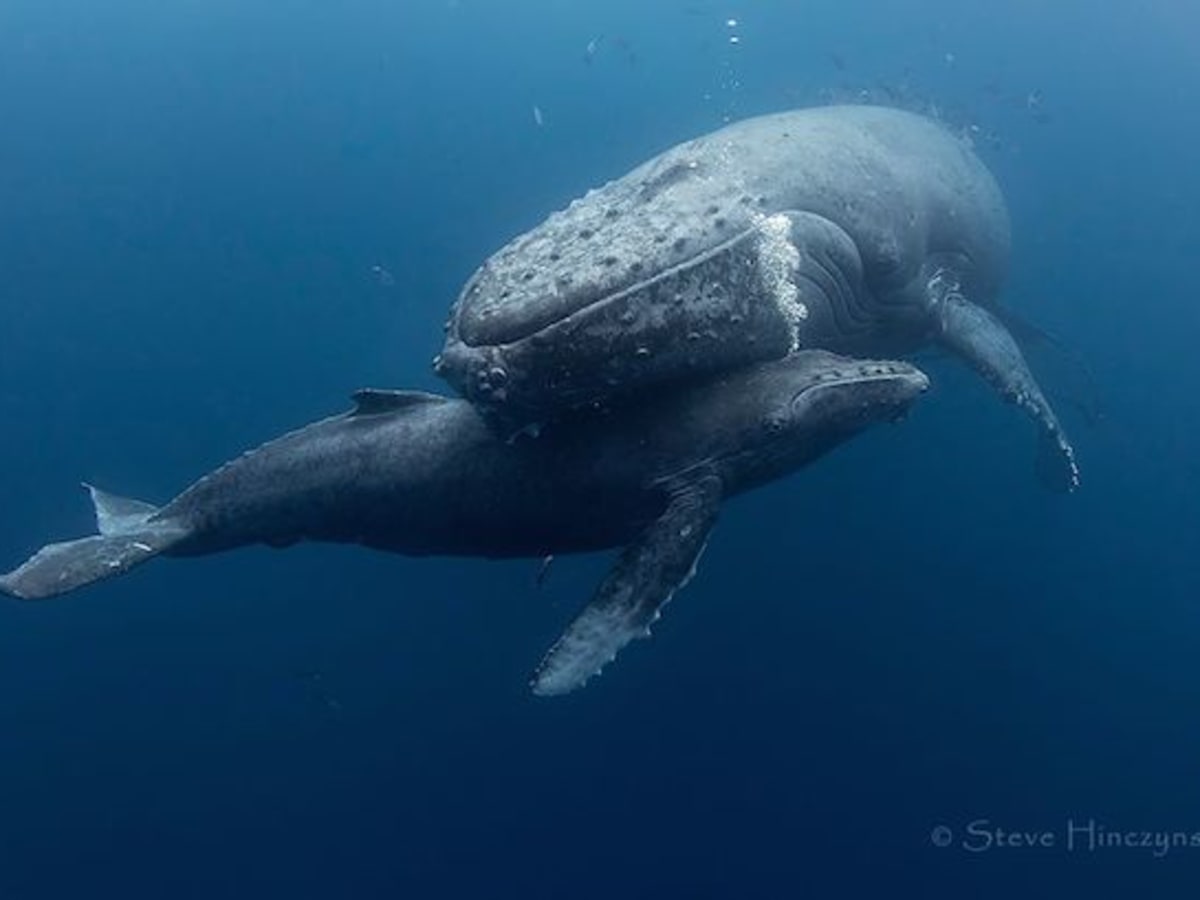 Crying for baby and mama humpback whale' - Men's Journal
