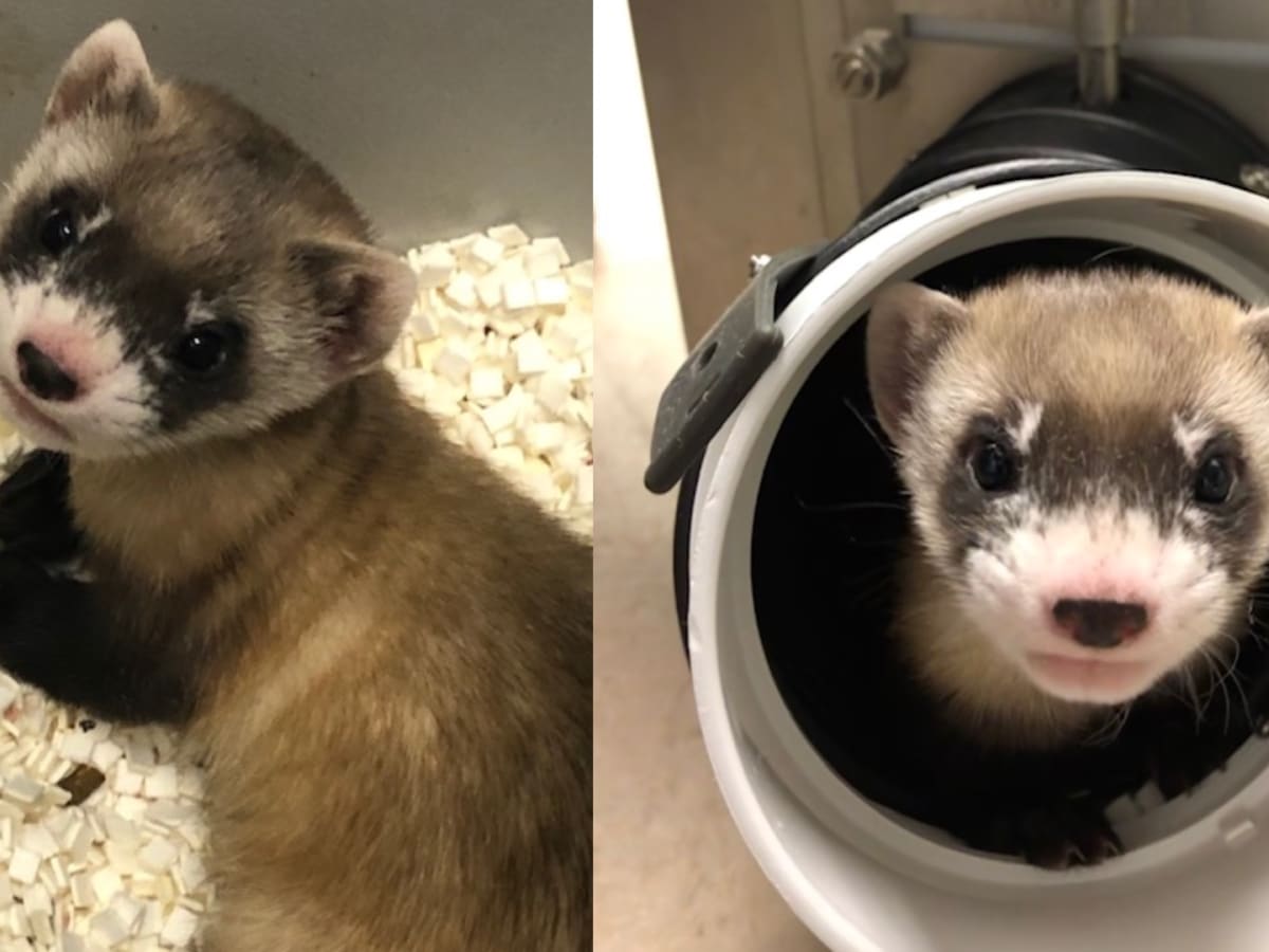Resurrecting Extinct Animals: Scientists Clone First Endangered Species - Men's Journal Resurrecting Extinct Animals: Scientists Clone First Endangered Species - Men's Journal