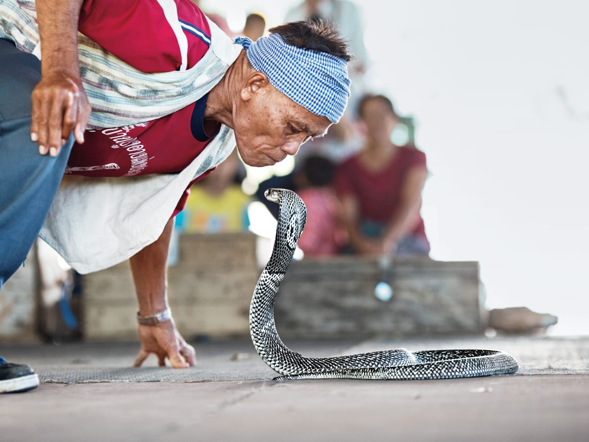 King cobras in Thailand: why some villagers worship the snake and others  drink its blood