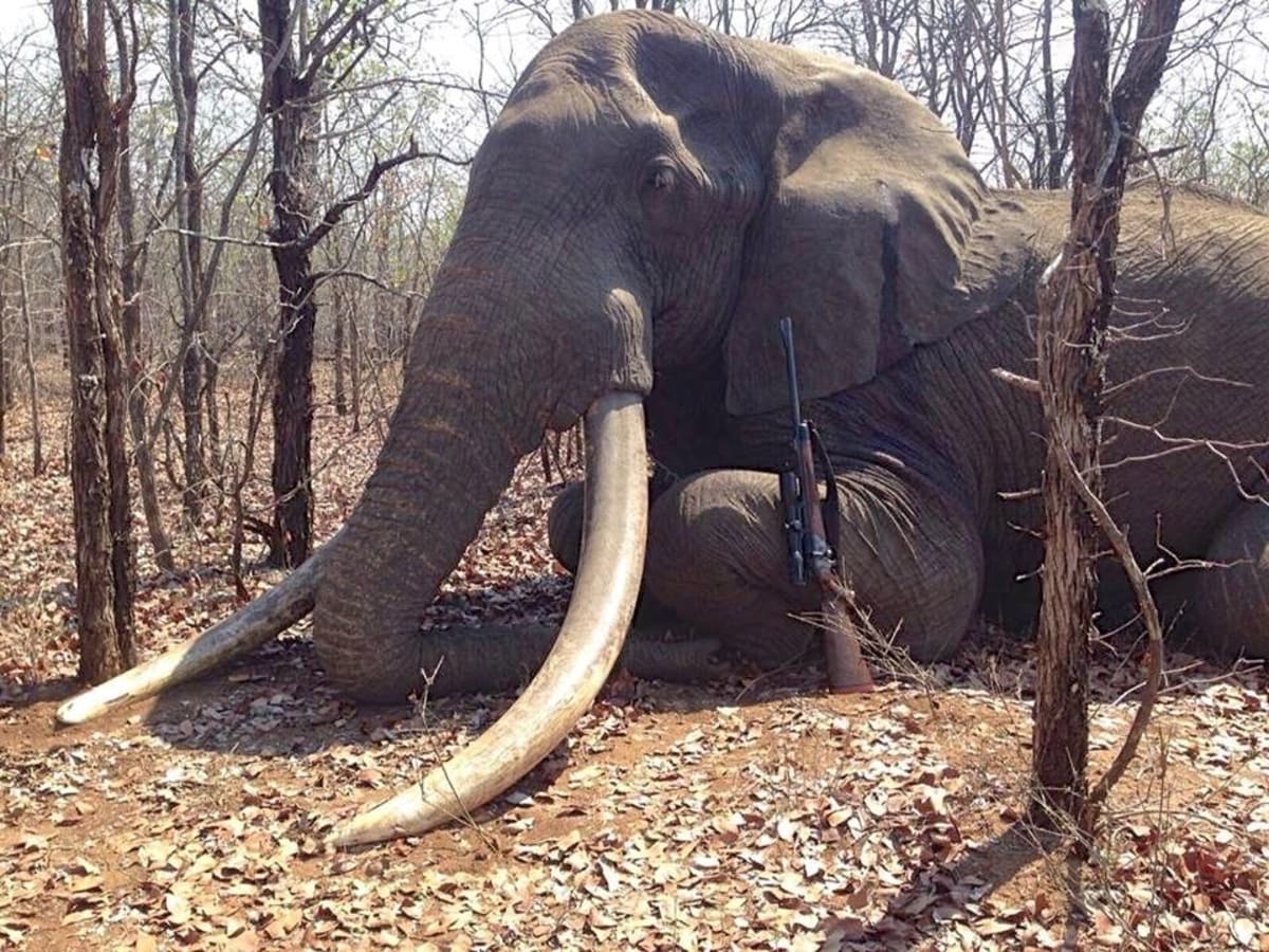 Biggest elephant killed in Africa in 30 years conjures memories of Cecil the lion - Men's Journal Biggest elephant killed in Africa in 30 years conjures memories of Cecil the lion - Men's Journal