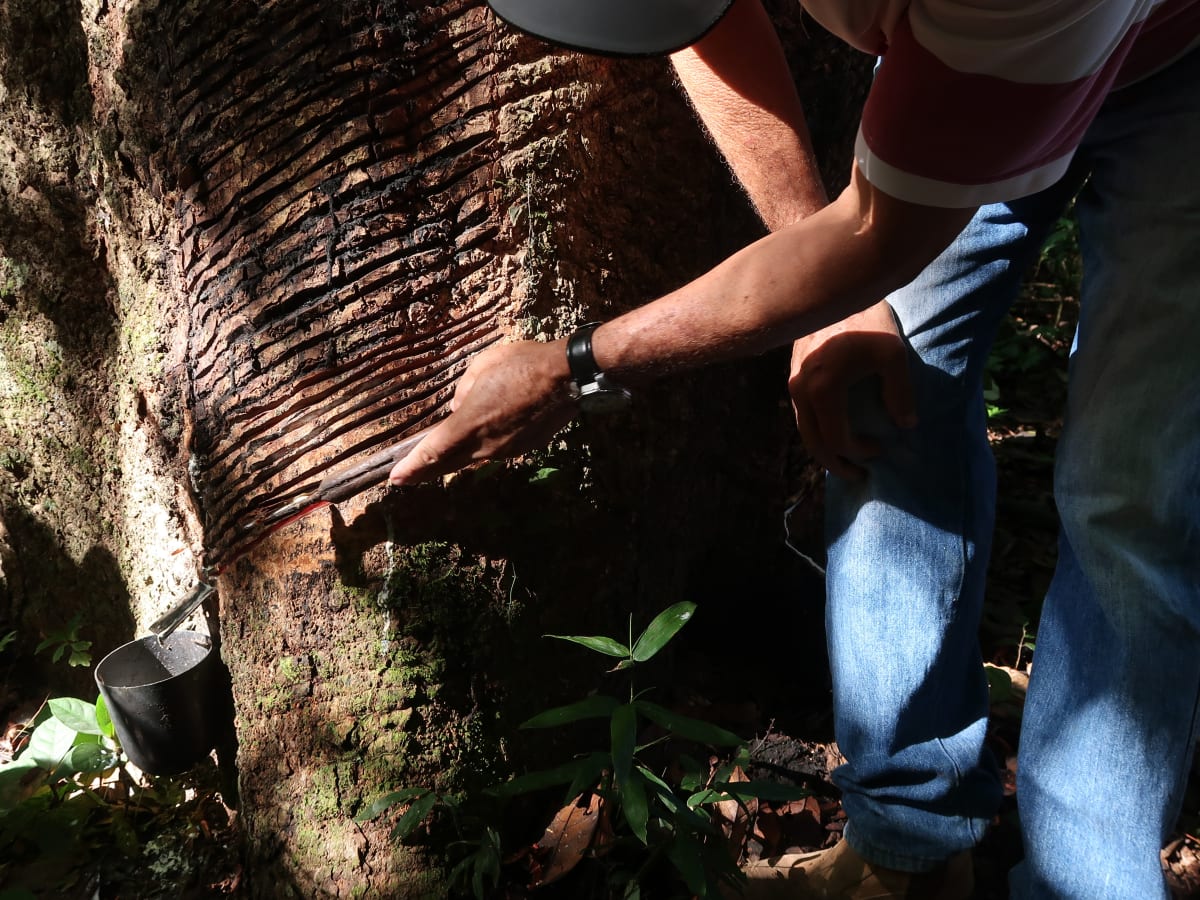 Seringueiro, rubber tree tapper