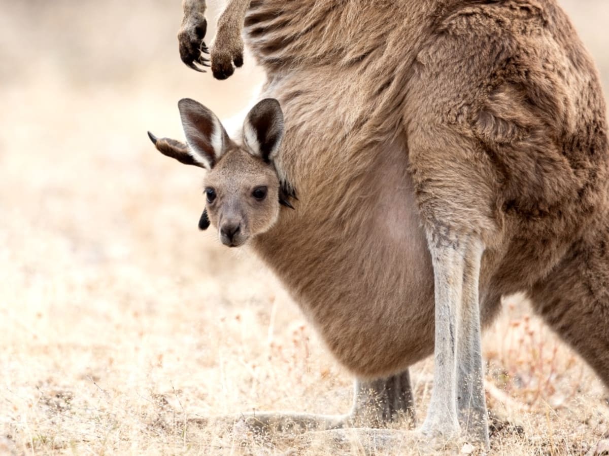 Kangaroo Pouch Video Goes Viral on TikTok With Gross Images - Men's Journal
