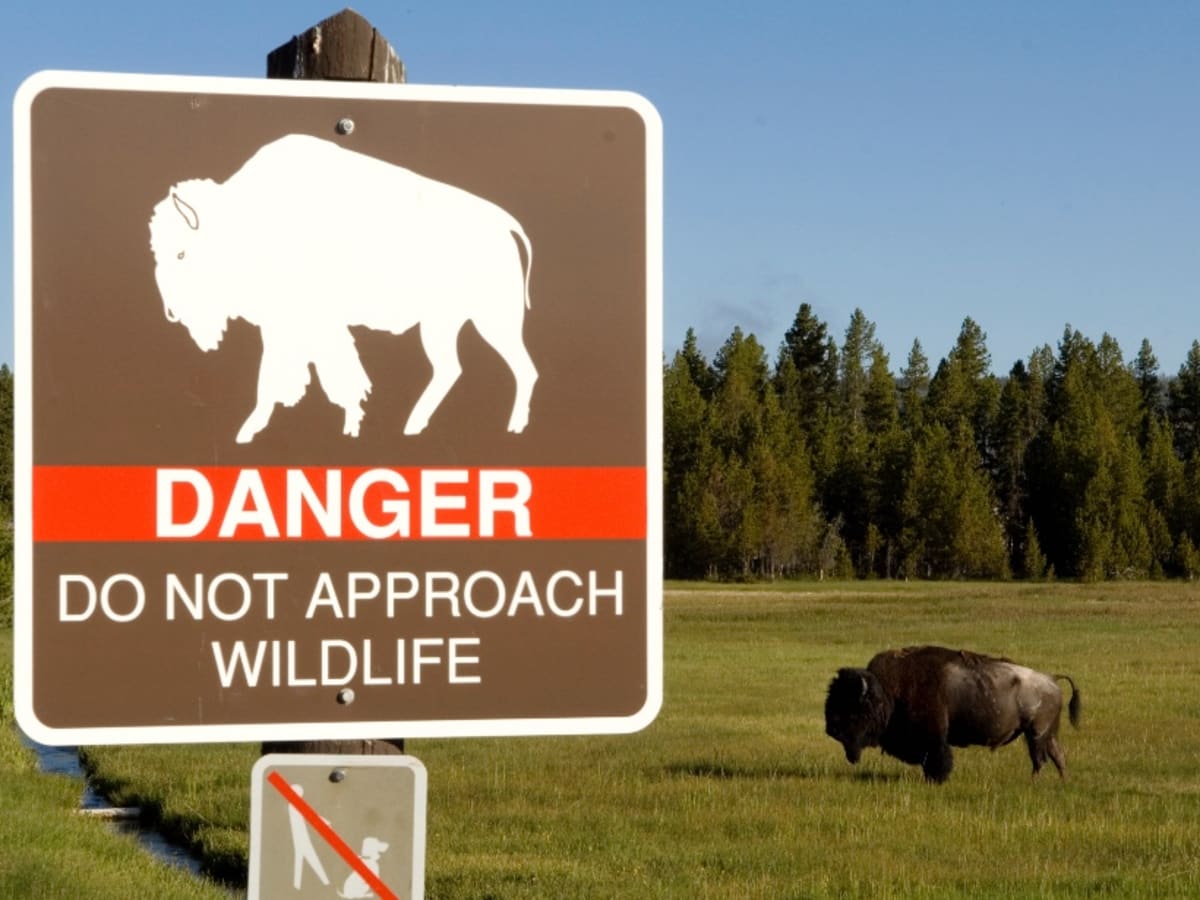 New bear and wildlife warning sign installed at all Yellowstone