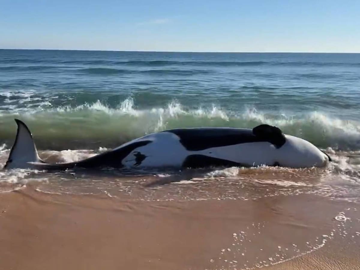 Beached Whale in Spain Found to Have $500,000 Chunk of Ambergris