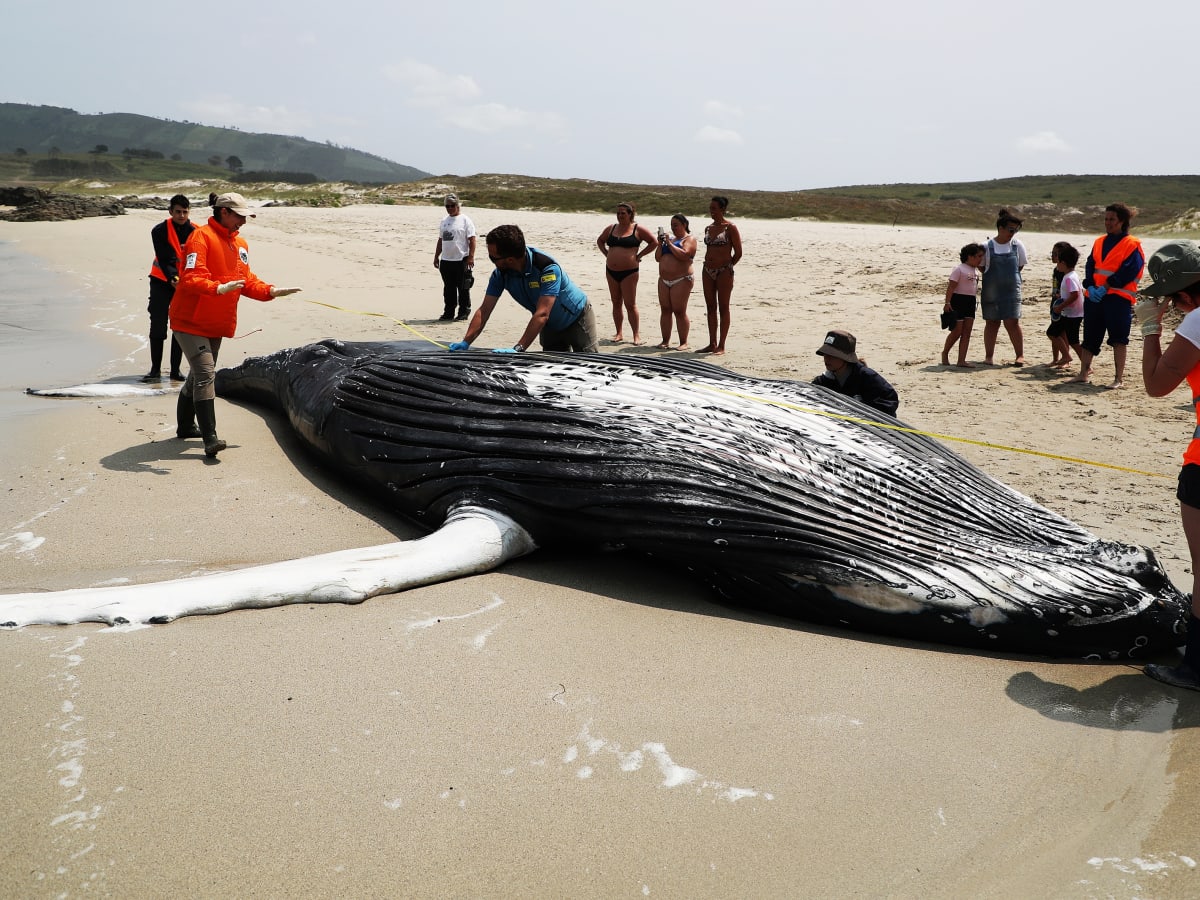 55 Pilot Whales Beached in the U.K., Leaving Experts With Questions - Men's  Journal