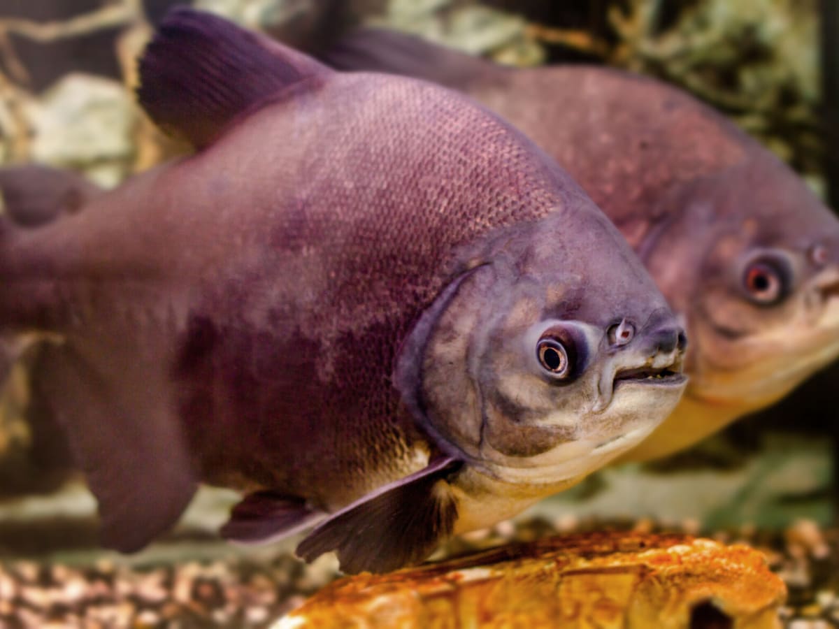 Pacu: Boy catches fish with 'human-like teeth' in an Oklahoma pond