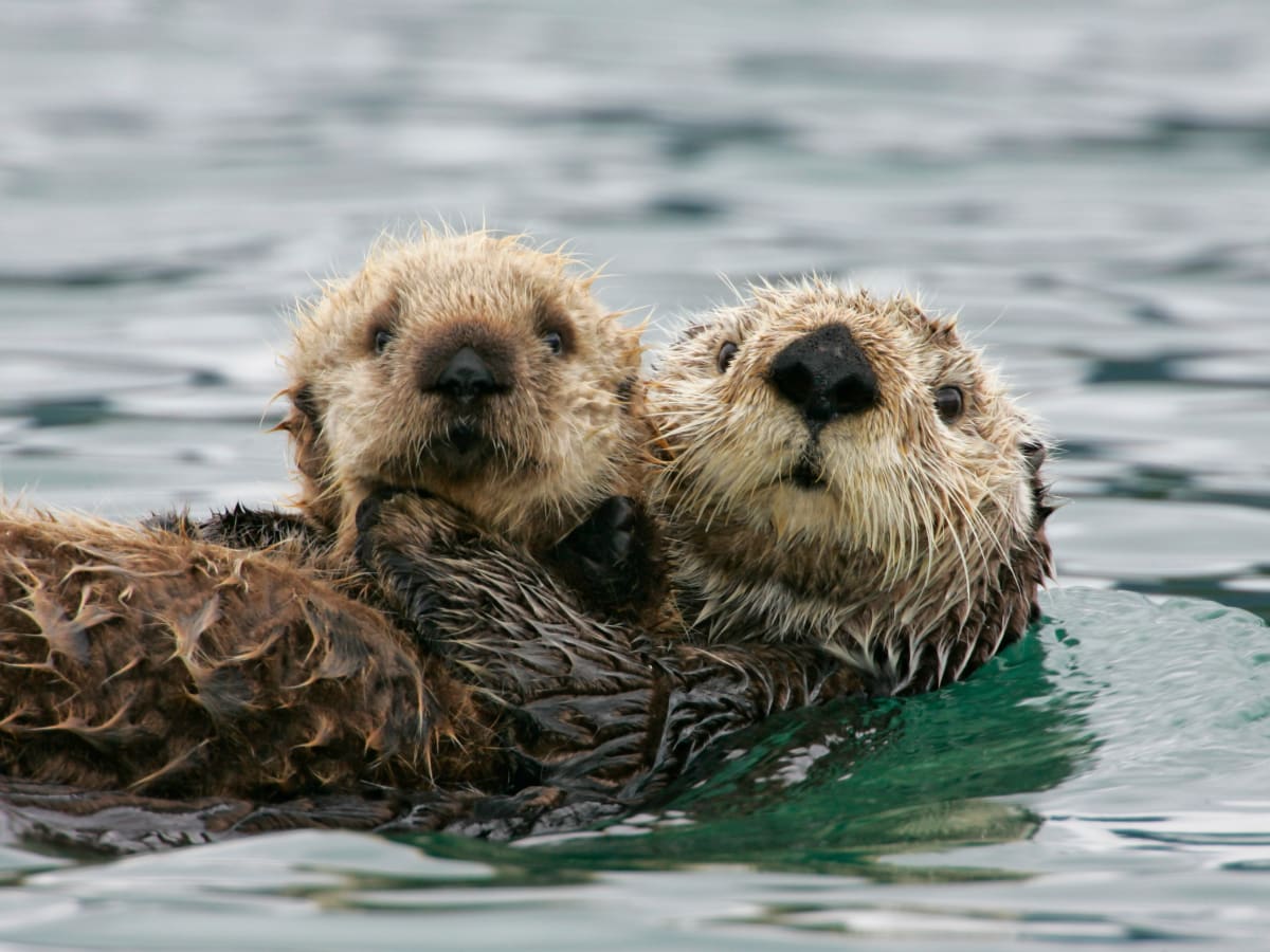 A sea otter is terrorizing California surfers - Los Angeles Times