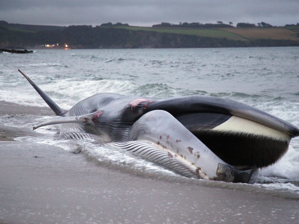 Dead whales are washing up on the East Coast. The reason remains a mystery.