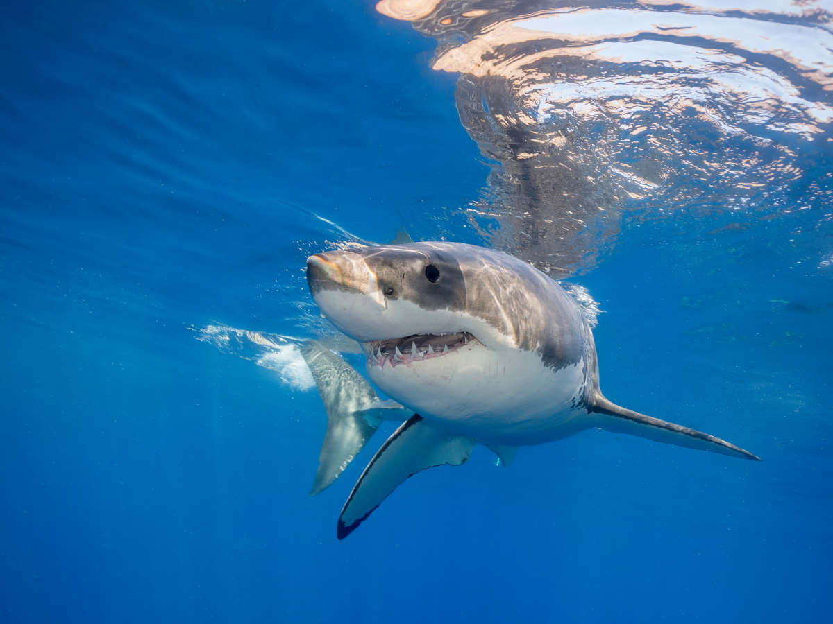The Atlantic’s Giant Lurker Great White Shark Heads for Tourist Waters