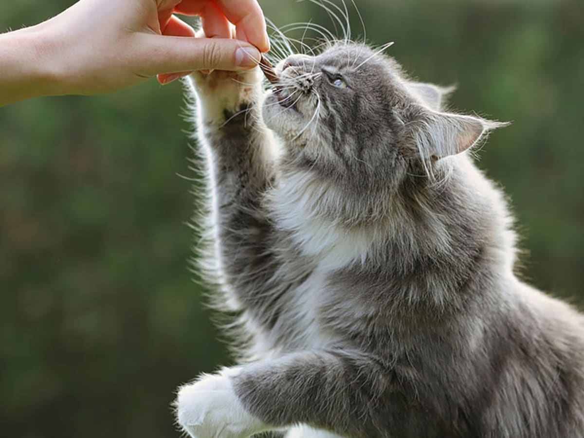 Best kitten treats discount