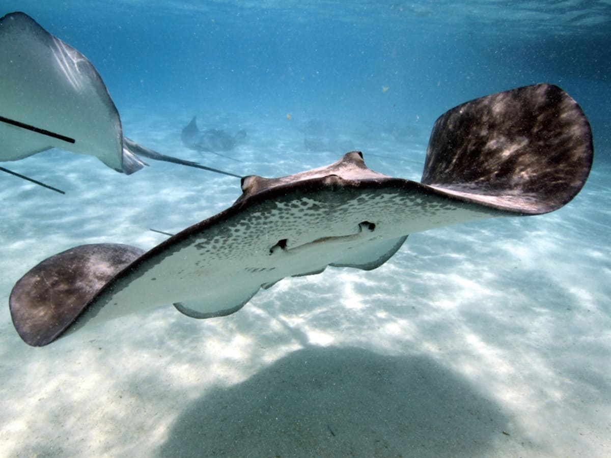 Best water shoes for stingrays on sale