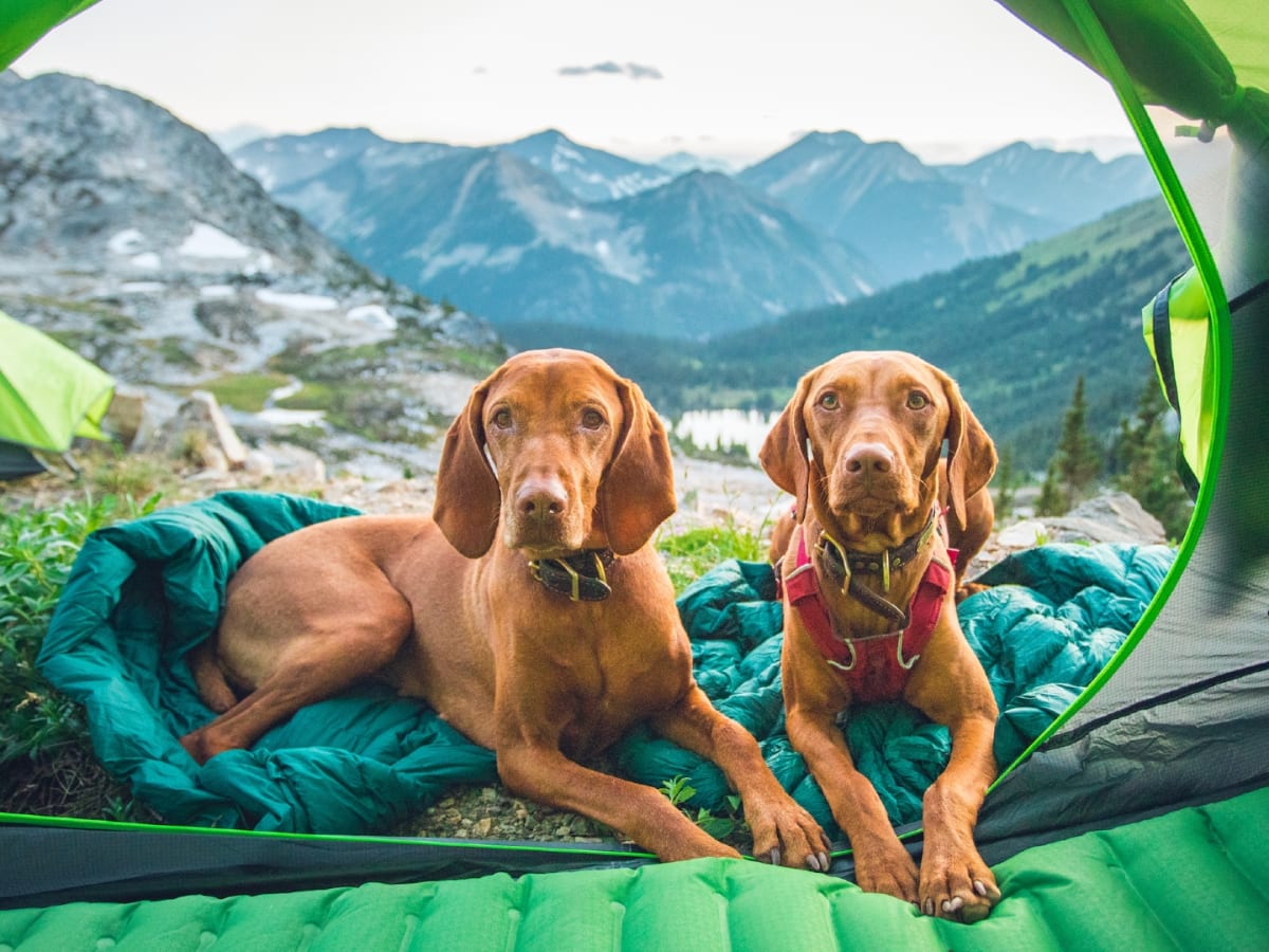 Best outdoor dog discount gear