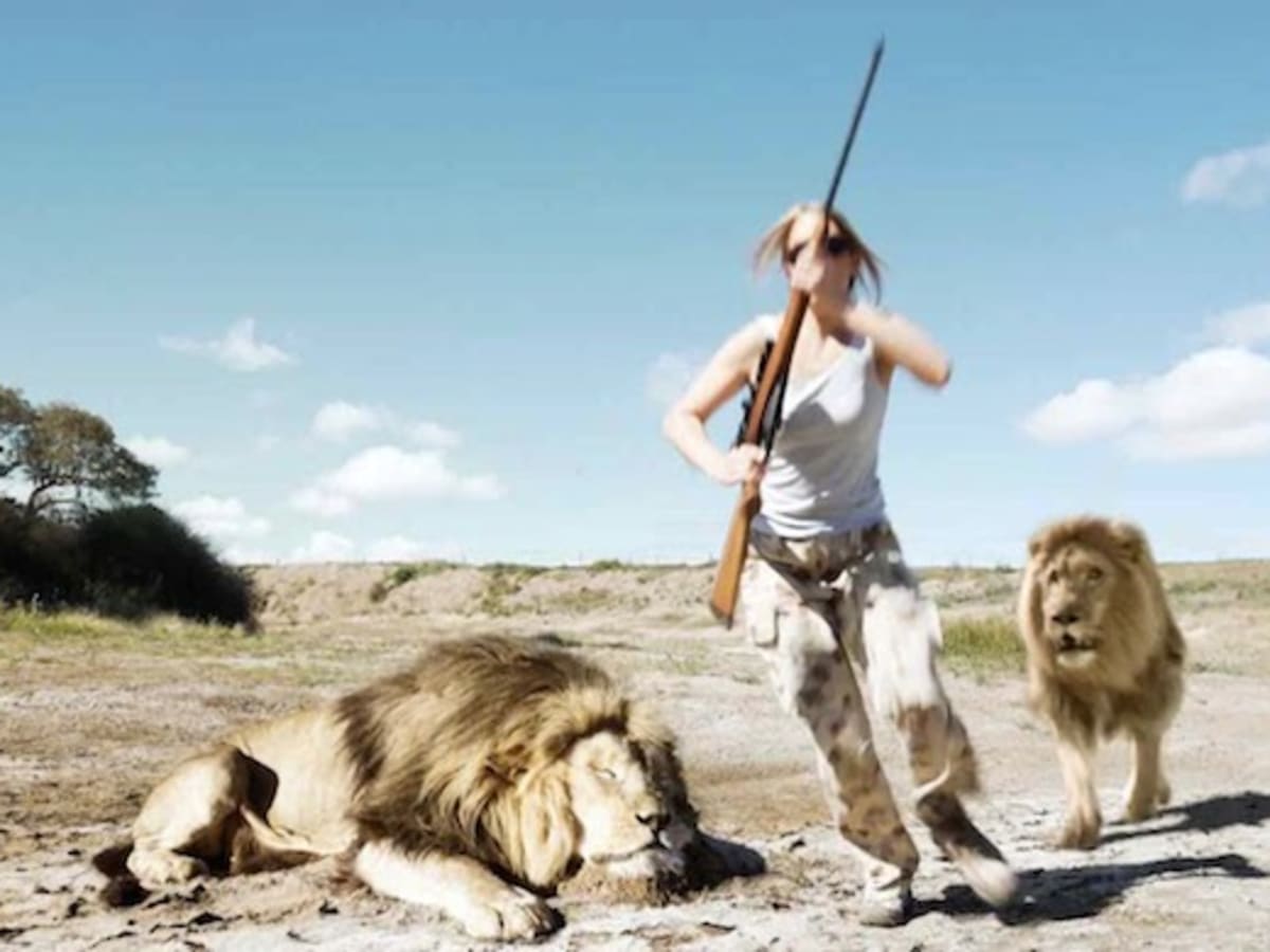 Lion sales hunting videos