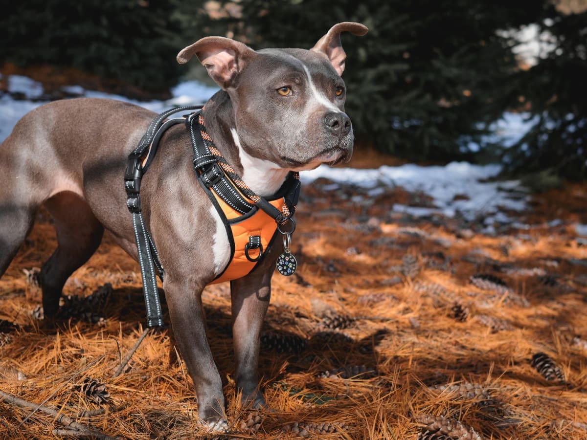 Pitbull collars discount and harnesses