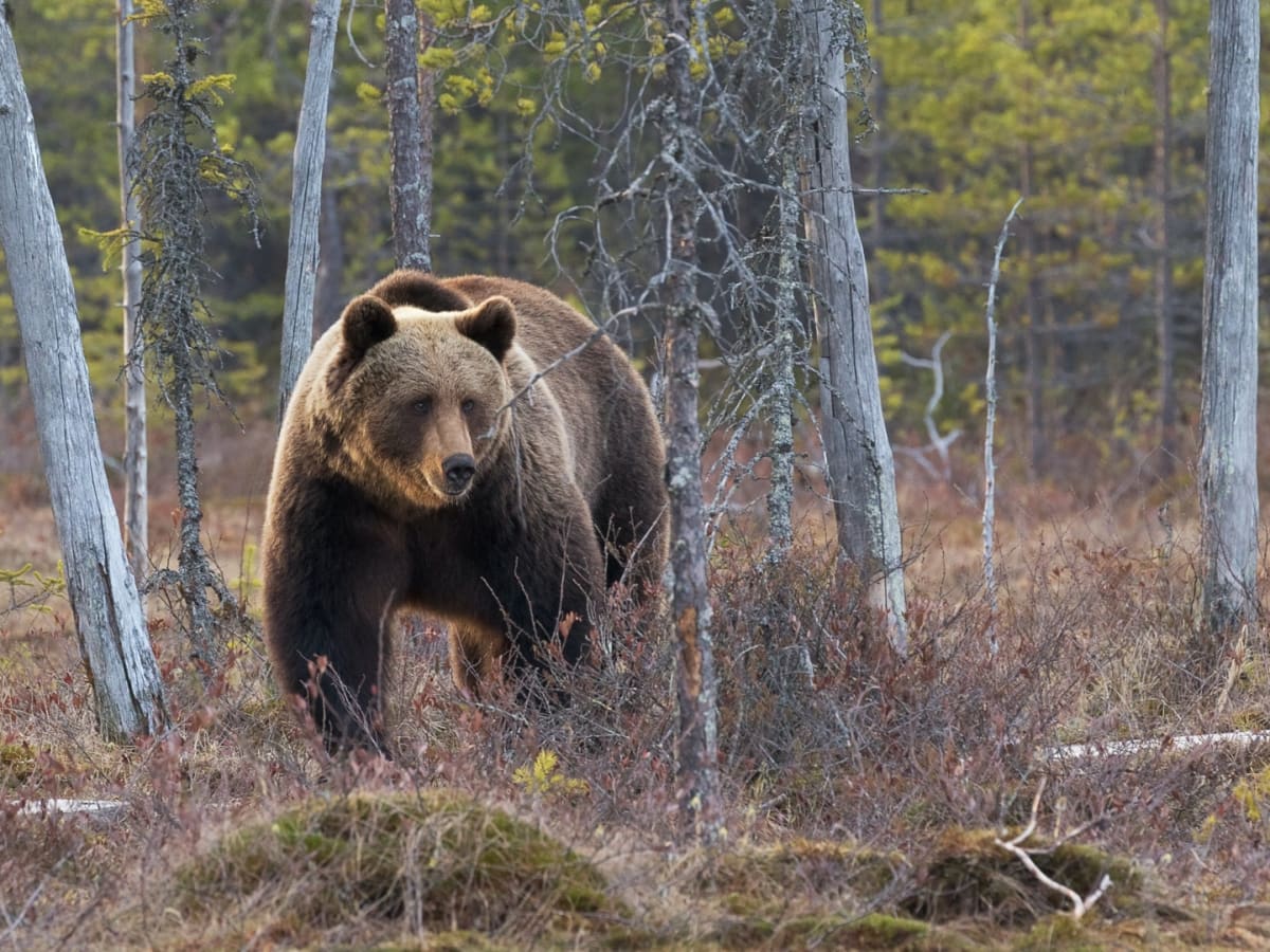 Bear Safety Tips for Exploring the Backcountry Men s Journal