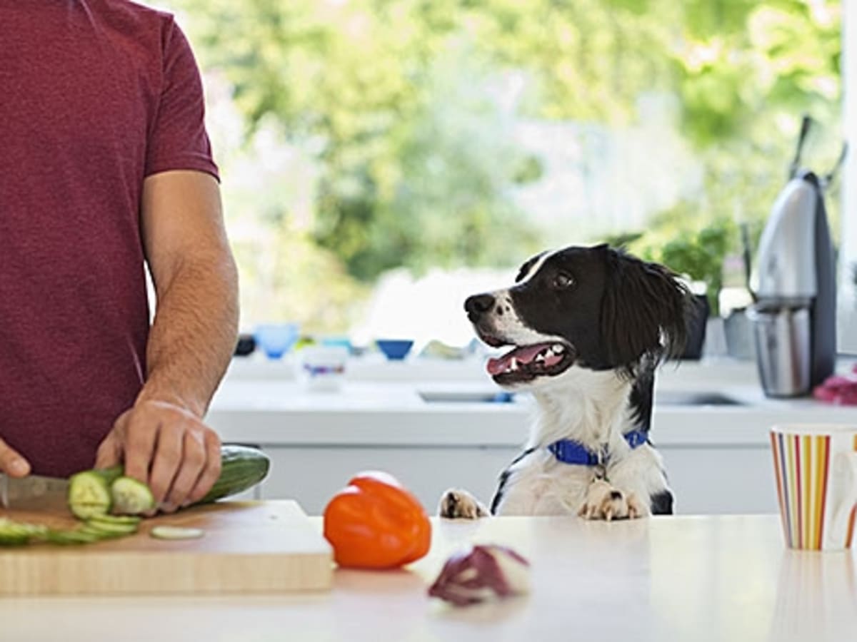 Cooking for deals dog