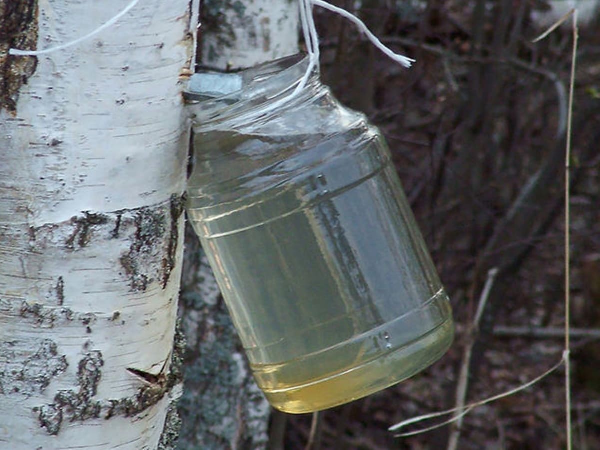 Birch juice benefits discount