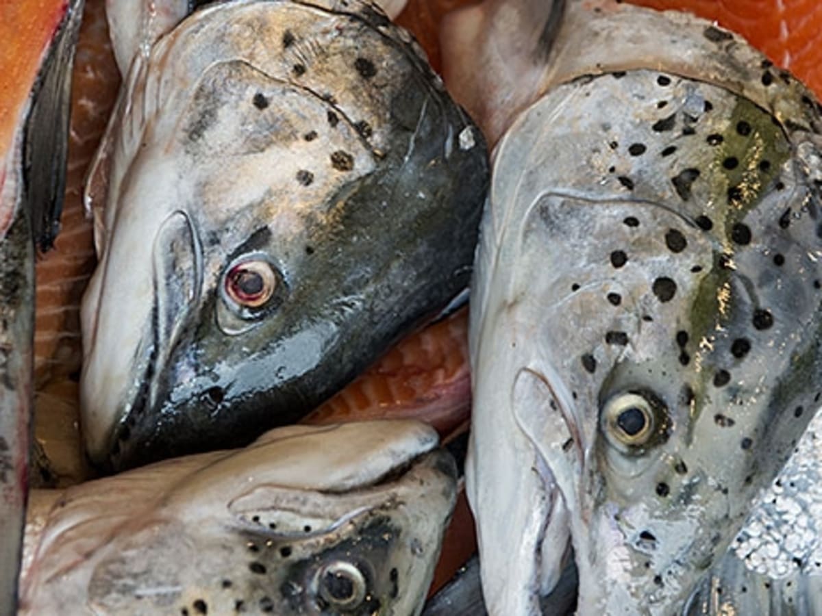 Fish head store